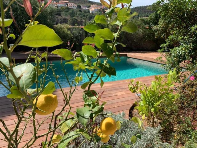 Villa Bleue - Les Pins Port Vendres Exterior foto